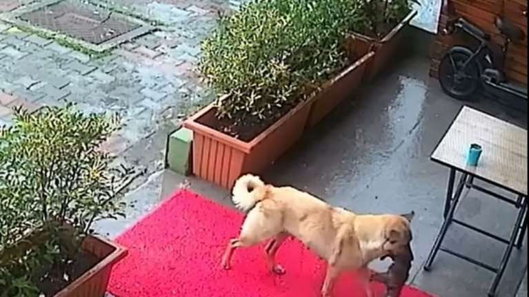 Συγκινεί αδέσποτη σκυλίτσα - Μετέφερε με τη μουσούδα το ετοιμοθάνατο κουτάβι της στον κτηνίατρο για να το σώσει [Βίντεο]