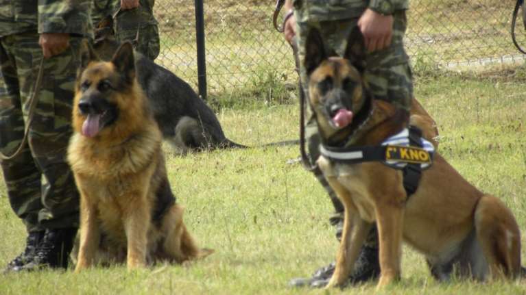 Πρόσκληση για &quot;κατάταξη&quot;  οκτώ στρατιωτικών σκύλων περιπολίας και ενός θηλυκού γεννήτορα στο ΚΕΦΣΚΥ