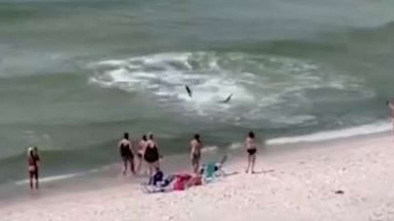 Τρομακτικές εικόνες: Κοπαδι καρχαριών εμφανίζεται σε παραλία στην Αλαμπάμα [Βίντεο]