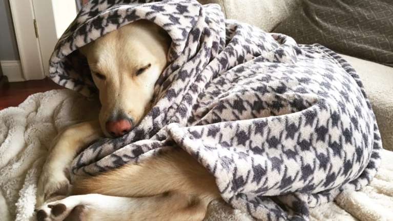 Δώρισε κουβέρτες ή ζεστά είδη που για σένα δεν είναι πια χρήσιμα για δεκάδες αδέσποτα σκυλάκια και γατάκια