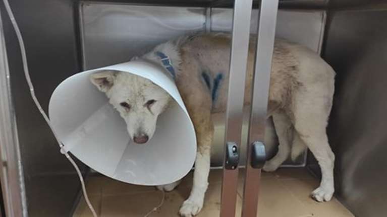 Συγκλονίζει ο κτηνίατρος που έδωσε μάχη για να σώσει τον σκύλο στη Νίκαια: Ηταν δολοφονική επίθεση [Βίντεο]