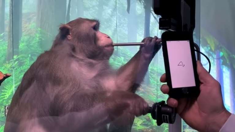 MailOnline για Έλον Μασκ: 1.500 ζώα σκοτώθηκαν στις δοκιμές του Neuralink - Υπέστησαν βασανιστήρια ως πειραματόζωα