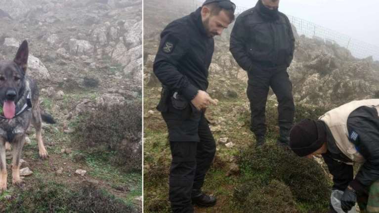 Φόλες κοντά στις ταΐστρες των όρνεων στο Καταφύγιο Άγριας Ζωής στα Αστερούσια