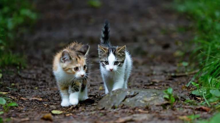 Θεσσαλονίκη: Ελεύθερος με περιοριστικούς όρους ο 34χρονος που σκότωσε το γατάκι