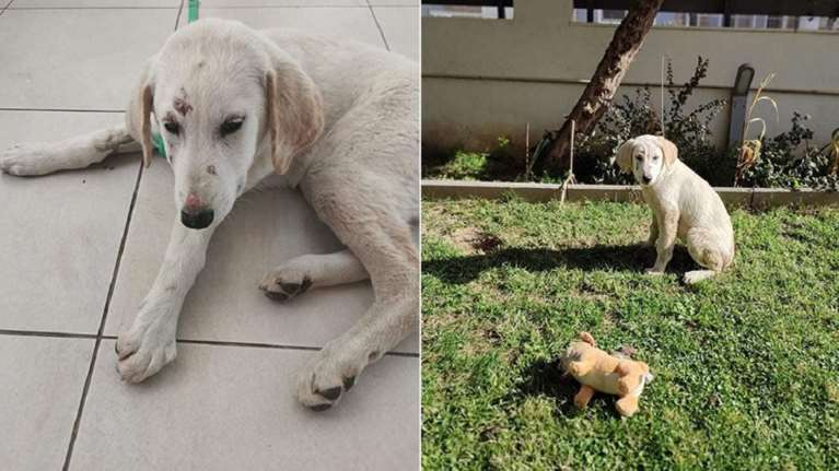 Φρίκη στην Αλεξανδρούπολη: Καταγγελία για κατ’ εξακολούθηση βιασμό κουταβιού - Επικηρυγμένος ο δράστης