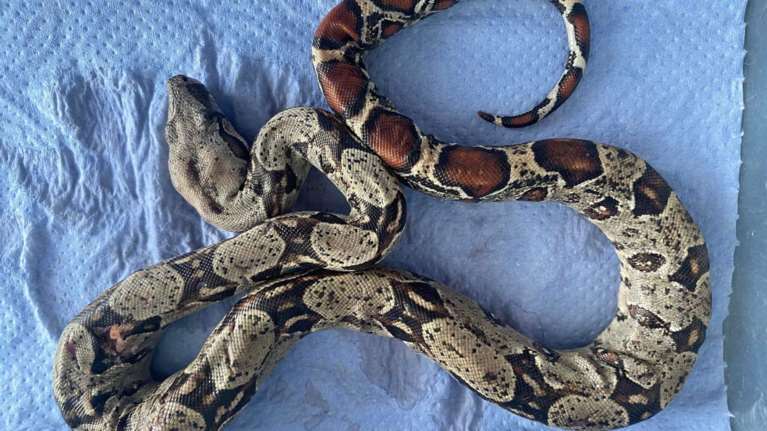 Βόας εντοπίστηκε στη Θεσσαλονίκη - Περιφερόταν σε πάρκο [εικόνες]