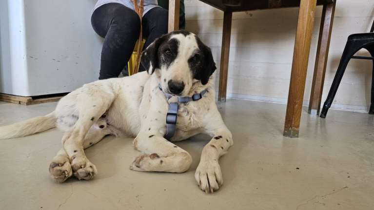 Ο Αγγελος ακόμα και όταν ήταν αλυσοδεμένος στην άκρη του κυνοκομείου, ολομόναχος και αδύνατος, ήταν αγέρωχος