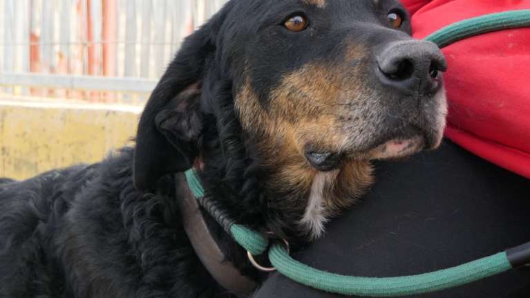 Κάποτε είχε σπίτι, και είχε τον άνθρωπό του, και ήταν ευτυχισμένος - Ομως με συνοπτικές διαδικασίες, κατέληξε στο  κυνοκομείο Τρίπολης