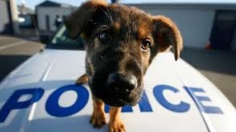 10410: Η γραμμή καταγγελιών για την κακοποίηση ζώων από την ΕΛΑΣ