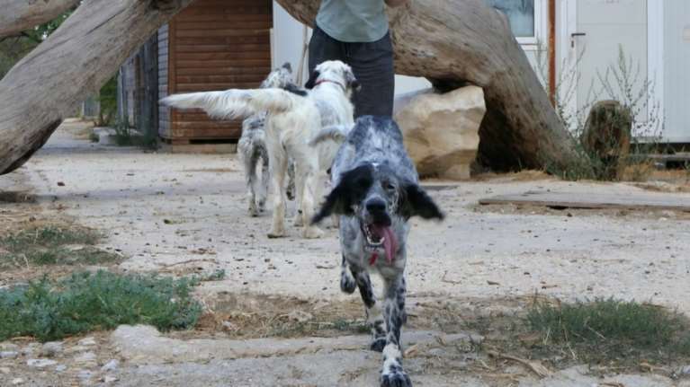 Μίρκα: H σκυλίτσα που τρέχει πιο γρήγορα από το μπαλάκι της-Βρέθηκε όπως βρίσκονται όλα, πεταμένη στον δρόμο