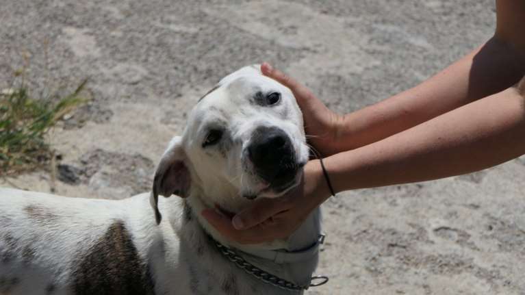 Κτηνωδία στα Ιωάννινα: Άνδρας συνελήφθη γιατί έσερνε σκύλο με αγροτικό