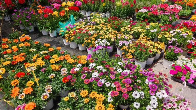 Τα χρώματα και οι μυρωδιές της άνοιξης &quot;πλημμυρίζουν&quot; τη Θεσσαλονίκη - Ανοίγουν τρεις ανθοκομικές εκθέσεις