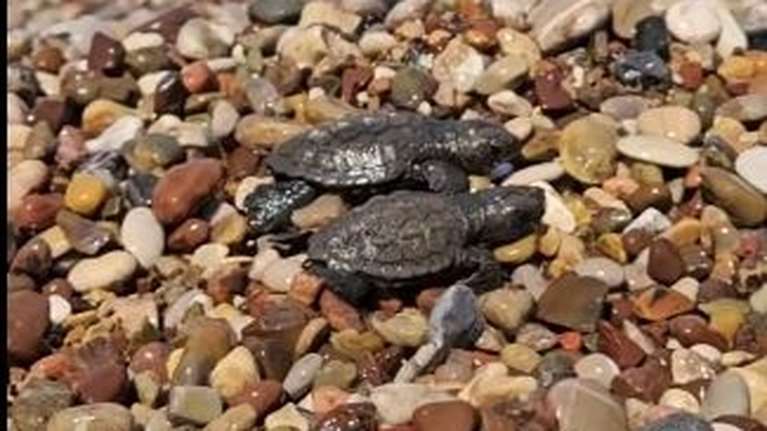 Τι πρέπει να κάνεις αν πέσεις πάνω σε γεννητούρια ή δεις χελωνάκια στην παραλία που κάνεις μπάνιο