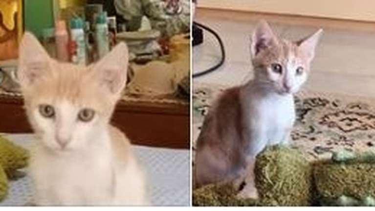 Αυτά τα πλασματάκια τα πέταξαν στο καμένο ρέμα της Πεντέλης