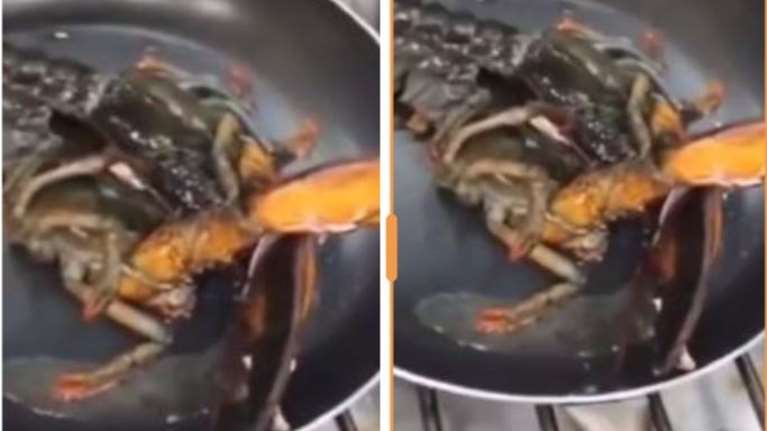 Σοβαρή καταγγελία: Ταβέρνα στην Αθήνα τηγανίζει ζωντανούς αστακούς, αναρτά βίντεο και απειλεί όποιον αντιδρά