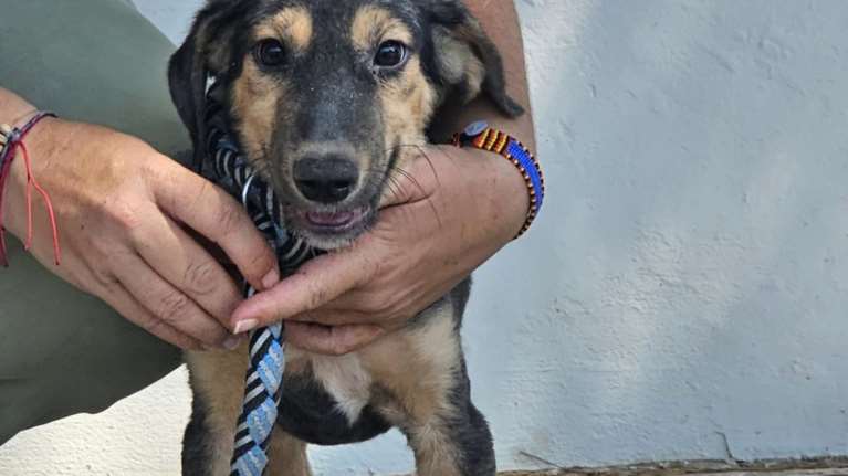 Ο Τζούνο ήταν τόσο μικρός που χωρούσε σε μια χούφτα: Νομίζει ότι είναι ώριμος και σοβαρός, ενώ είναι απλά ένα μωρό