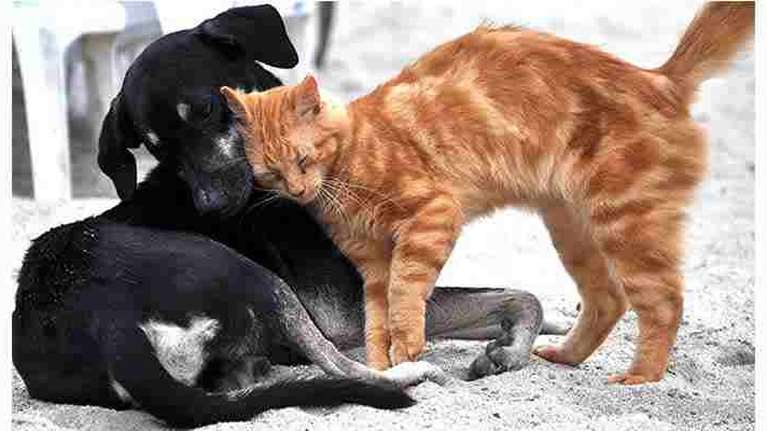 Πρωτοφανής θηριωδία στο Βαρθολομιό Ηλείας: Θανάτωσαν με φόλες πλήθος σκύλων και γατιών