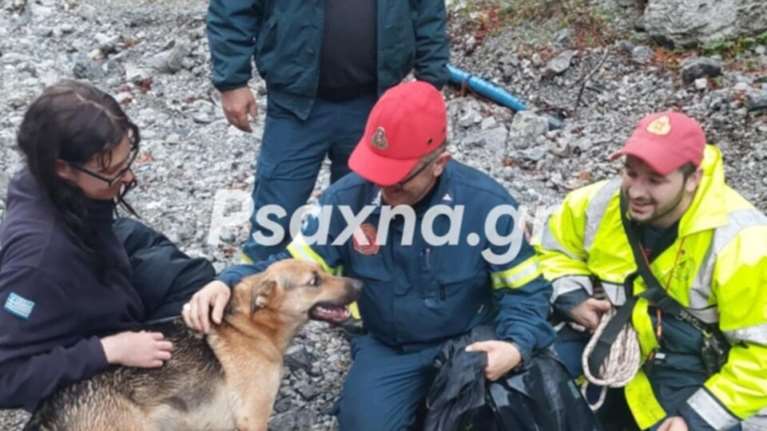 Συγκινητική διάσωση σκύλου που έπεσε σε χαράδρα στο φαράγγι της Αγάλης - Εικόνες