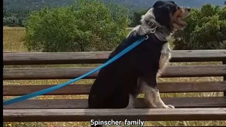 Βρέθηκε δεμένη σ’ ένα παγκάκι στον Φλοίσβο. Μόνη. Σιωπηλή. Εγκαταλελειμμένη - Η Παρκίτα