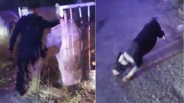 Μάνδρα: Αστυνομικοί σώζουν από τις φλόγες εγκλωβισμένο σκύλο - &quot;Δεν αφήνουμε ζώα αβοήθητα, δεμένα ή εγκλωβισμένα&quot;