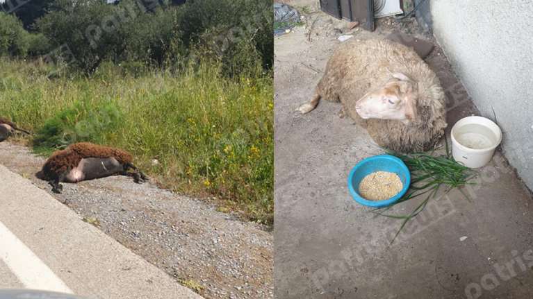 Αυτοκίνητο &quot;θέρισε&quot; πρόβατα στην Ηλεία: Σκληρές εικόνες μετά το ατύχημα