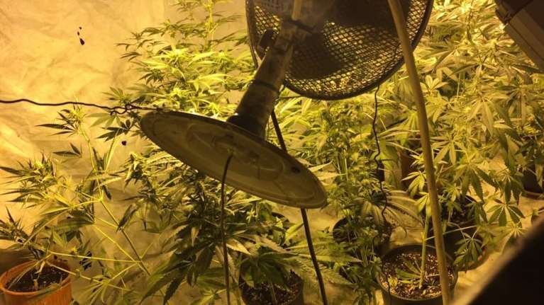 Το τερμάτισαν στις Σέρρες: Χασισοκαλλιέργεια σε υπόγειο σπιτιού με πρόσβαση από κρύπτη σε ντουλάπα [Εικόνες-Βίντεο]