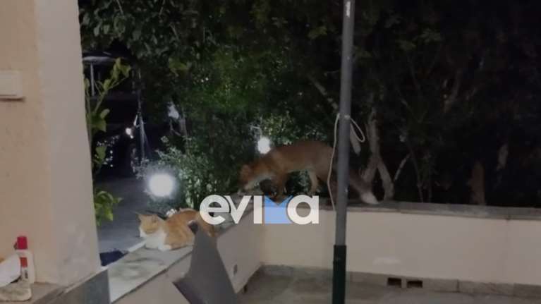 Εύβοια: Αλεπού επισκέπτεται κάθε βράδυ αυλή σπιτιού  - Μια συγκινητική ιστορία από την Κάρυστο