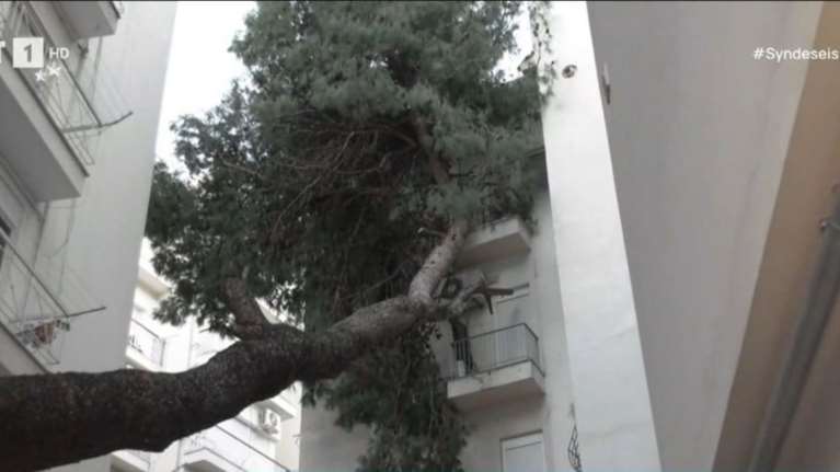 Θεσσαλονίκη: Τεράστιο δέντρο έπεσε σε μπαλκόνια πολυκατοικίας - Νόμιζαν ότι έγινε σεισμός [βίντεο]
