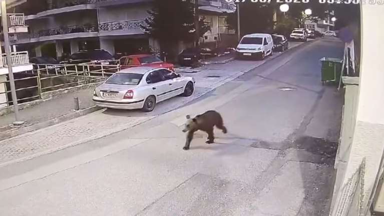 Γρεβενά: Αρκούδα έκανε βόλτες στο κέντρο της πόλης [βίντεο]