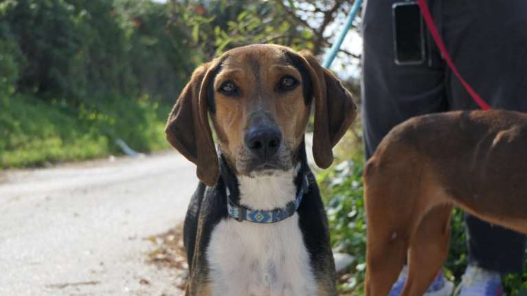 Η Πέρσα από το Κυνοκομείο Τρίπολης: Eίναι το καλύτερο δώρο της ημέρας... ό,τι ζωή και να έχει ζήσει