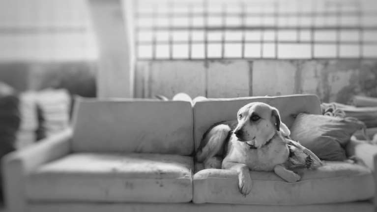 Τα σκυλιά που ξεμένουν πάντα πίσω και δεν βρίσκουν ποτέ το δικό τους σπίτι - Ο αποχαιρετισμός του SGS