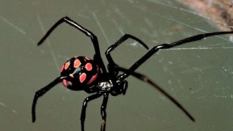 Δύο τα τσιμπήματα Μαύρης Χήρας: Στη ΜΕΘ ακόμα το βρέφος - Τι αναφέρει μαρτυρία γυναίκας