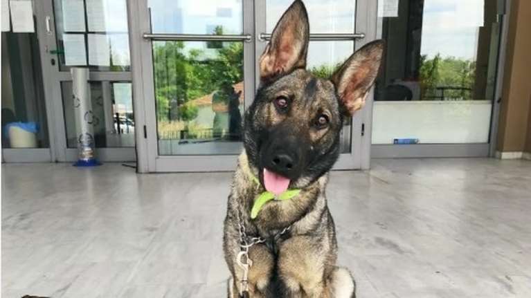 H Roxy μύρισε 100.800 καψύλλια με την &quot;κόκα των φτωχών&quot; σε πούλμαν στις Σέρρες