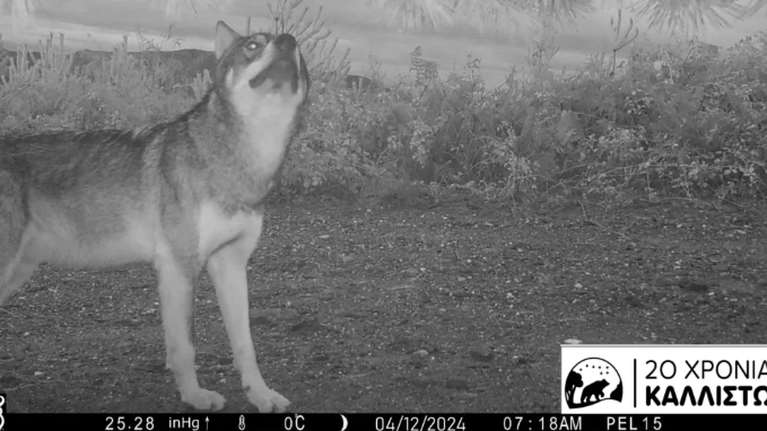 Ταϋγέτος: Καταγράφηκε αγέλη εννέα λύκων – Η τελευταία επίθεση λύκων σε ζώα στην περιοχή ήταν το 1930