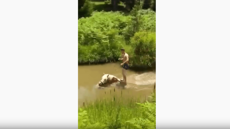 Το απίστευτο πέρασμα με άλογο από ποτάμι στο Περτούλι [βίντεο]