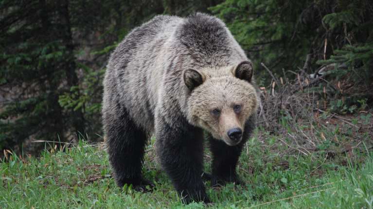 Απίστευτο θάρρος: 17χρονη στην Καλιφόρνια τα έβαλε με αρκούδα για να σώσει τα σκυλιά της [βίντεο]