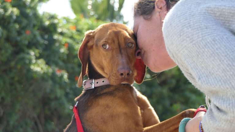 Η Ολιβ ή δεν έκανε καλά τη δουλειά της, ή τη βαρέθηκαν  - Δεν έχει σημασία, εγκαταλείφθηκε και κατέληξε στο κυνοκομείο Τρίπολης