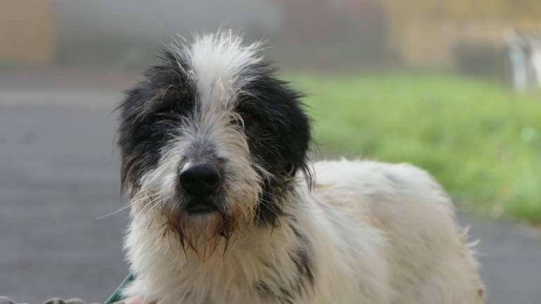 Σώστε ένα αδεσποτάκι: Ο Πάμπλο - &quot;Είναι σκληρός ο αγώνας μου και γυρνώ με μάτια κουρασμένα&quot;