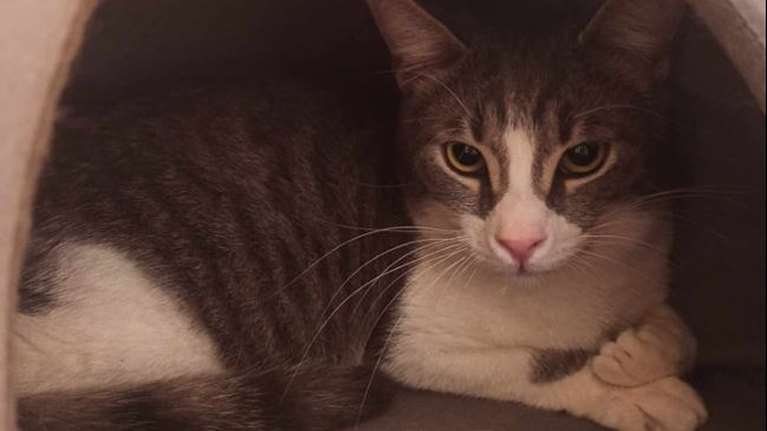 Τι πρωτότυπο! Βρέθηκε παρατημένος σε μια κούτα στον δρόμο με τη μανούλα του και όλα του τα αδερφάκια