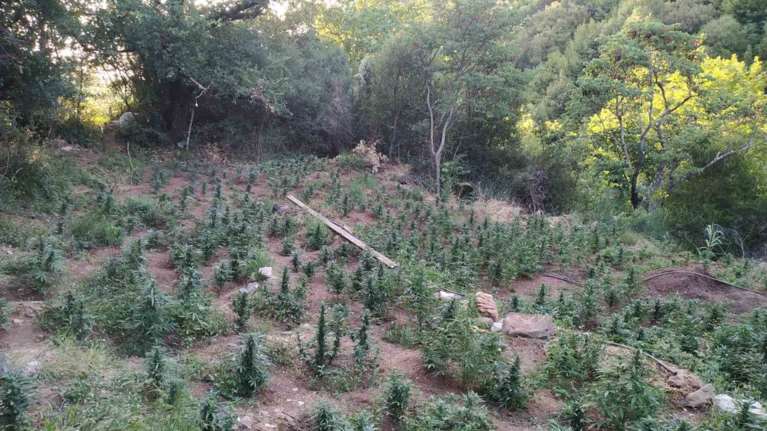 Νέα επιτυχία της ΕΛΑΣ: Εντοπίστηκε φυτεία με χιλιάδες δενδρύλλια κάνναβης με...παρατηρητήρια και πότισμα από πηγή [Εικόνες]
