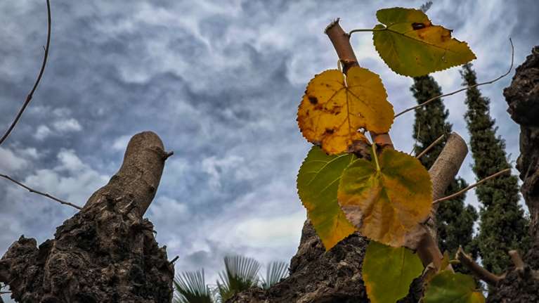 Καιρός: Φθινοπωρινό σκηνικό με πτώση της θερμοκρασίας και ισχυρούς ανέμους - Πού θα βρέξει
