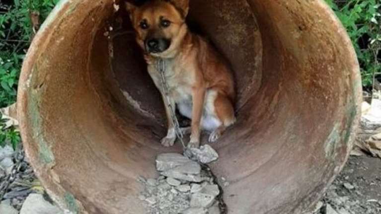 Εικόνες ντροπής: 17 σκυλιά αργοπέθαιναν σε παράνομο εκτροφείο στα Χανιά [βίντεο]