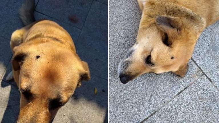 Οργή για τη νέα κτηνωδία σε αδέσποτη σκυλίτσα: Έσβησε το τσιγάρο του στο κεφάλι της τρυφερής Ζιζέλ