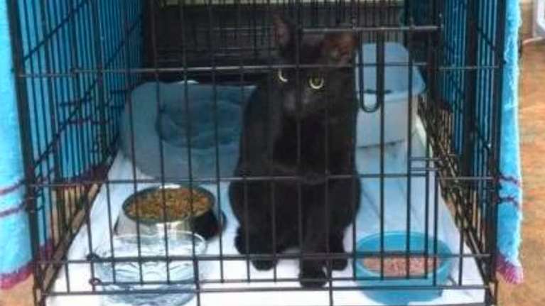 Η δύναμη της φύσης στο Μαϊάμι: Γάτος βγήκε ζωντανός από τα συντρίμμια μετά 16 μέρες