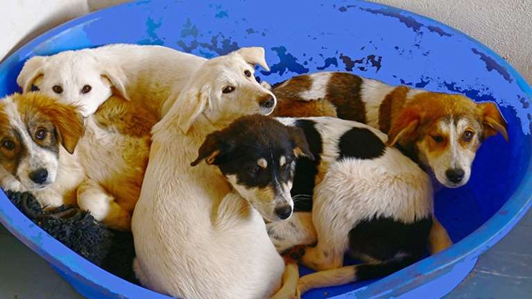 Είναι όλα τους αδερφάκια - Βρέθηκαν στον Μαραθώνα μέσα σε λάσπες και πεταμένα ψωμιά