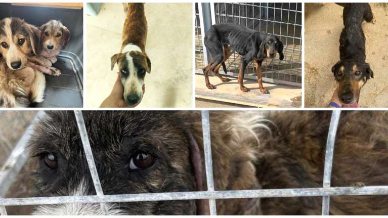 Αυτοψία της Εριέττας Κούρκουλου Λάτση και της Save a Greek Stray στο κυνοκομείο Τρίπολης: &quot;Αρρωστήσαμε με τα σκελετωμένα σκυλιά&quot;