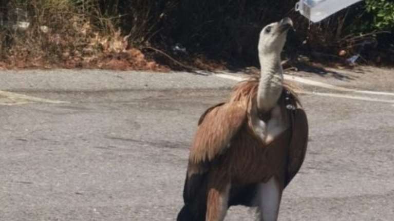 Ιερέας δίνει νερό σε εξαντλημένο όρνιο στην μέση του δρόμου - Σταμάτησε η κυκλοφορία [εικόνες]