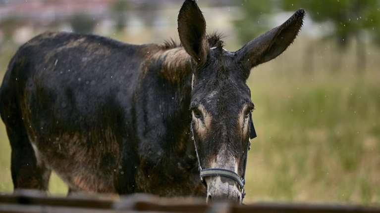Νέες κακοποιήσεις ζώων: Γαϊδουράκι στα Μέγαρα με κομμένο πόδι - Εσερνε ασβό με το μηχανάκι στην Καβάλα