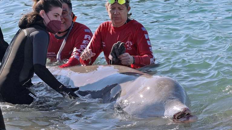 Μάχη για τη σωτηρία της φάλαινας-Καθηγήτρια κτηνιατρικής: Ο &quot;Σωτήρης&quot; οδηγήθηκε σε πιο βαθιά νερά
