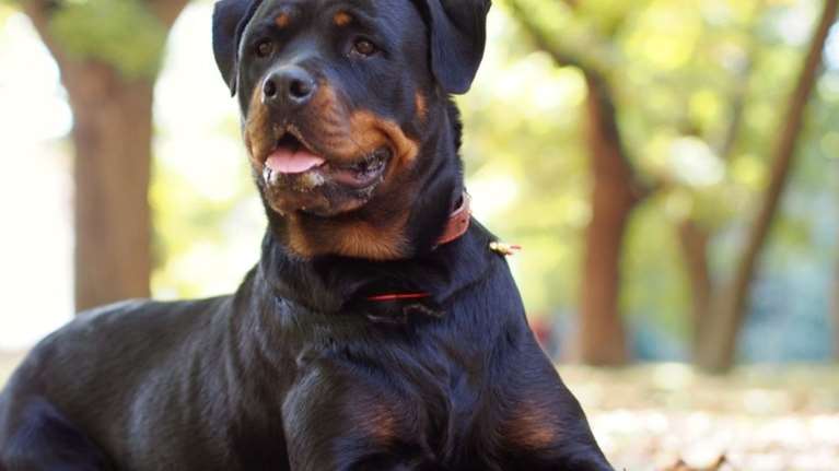 Μεσσηνία: Σκύλος πήγε να κατασπαράξει το αφεντικό του - Αστυνομικός αναγκάστηκε να τον πυροβολήσει